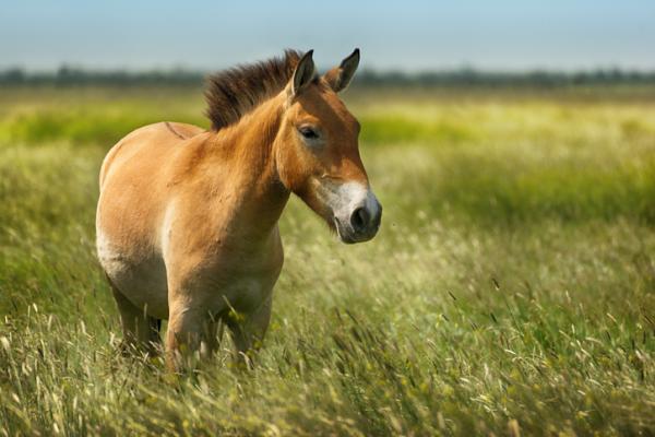 Dyr i fare for utryddelse i Asia - mongolsk villhest (Equus ferus przewalskii)
