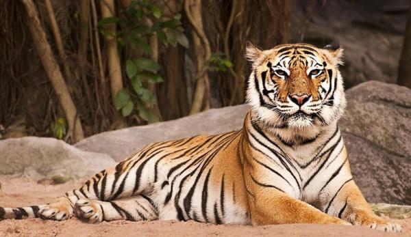 Truede dyr i Asia - Bengal Tiger (Panthera tigris tigris)
