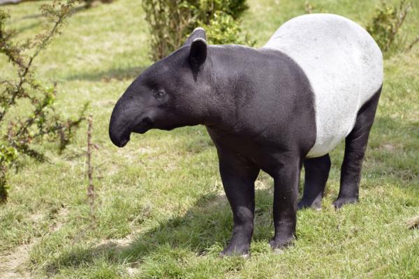Dyr i fare for utryddelse i Asia - Malayan Tapir (Tapirus indicus)