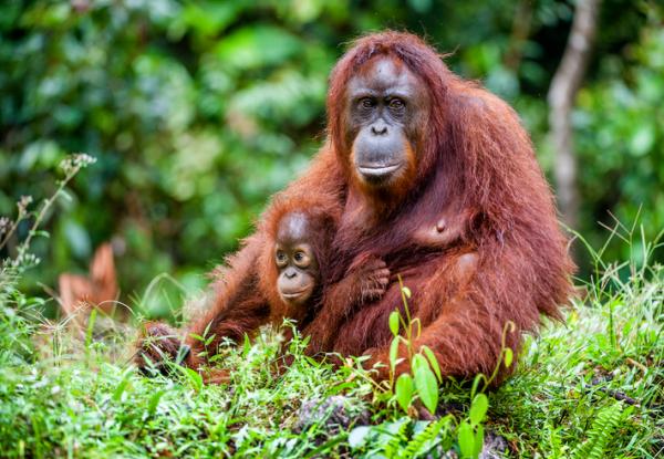 Truede dyr i Asia - Bornean Orangutan (Pongo pygmaeus)