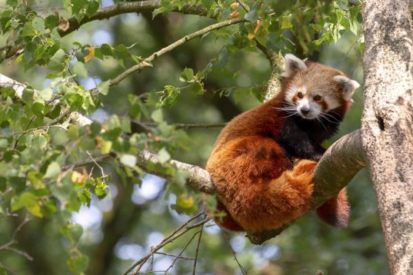 Truede dyr i Asia - Rød panda (Ailurus fulgens)