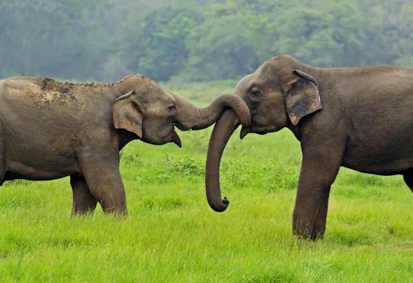 Truede dyr i Asia - asiatisk elefant (Elephas maximus)