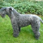 1630596260 374 Kerry bla terrier