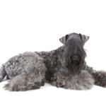 1630596260 663 Kerry bla terrier