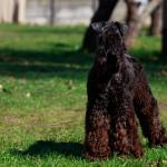 1630596260 804 Kerry bla terrier