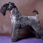 1630596260 843 Kerry bla terrier