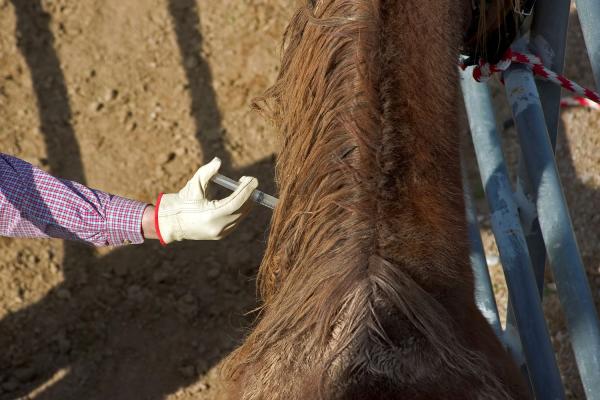 De vanligste sykdommene hos hester - Tetanus hos hester