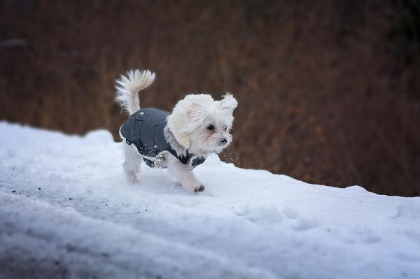 Er det godt å ly for hunder om vinteren?  - Vinterpleie