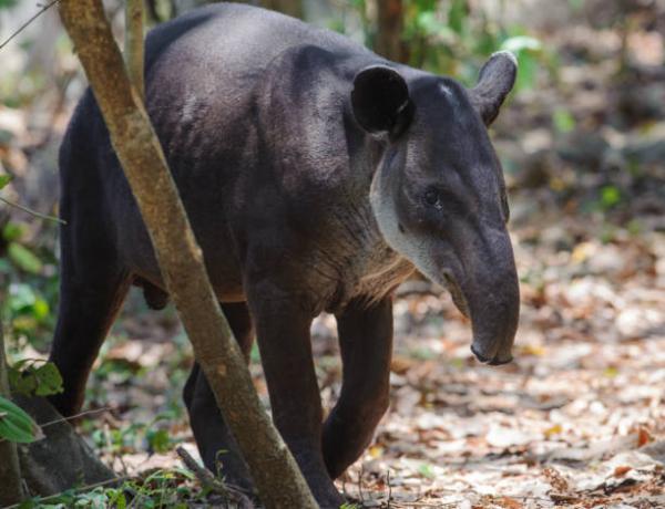 De 12 mest truede dyrene i Guatemala - 10. Tapir 