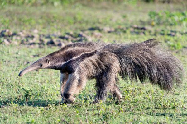 De 12 mest truede dyrene i Guatemala - 6. Anteater