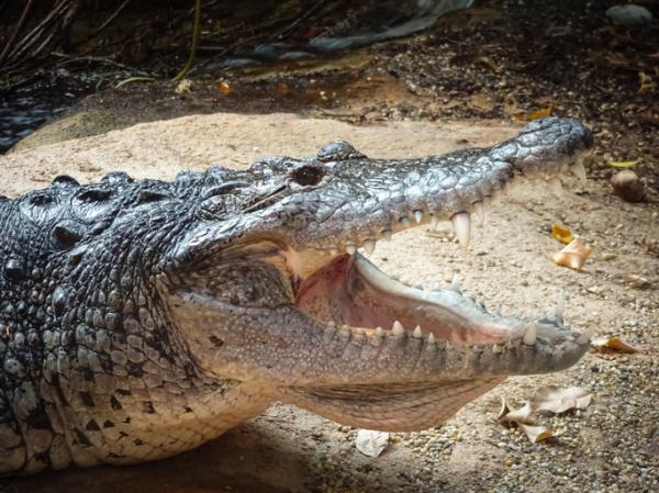 De 12 mest truede dyrene i Guatemala - 3. Moreletti krokodille