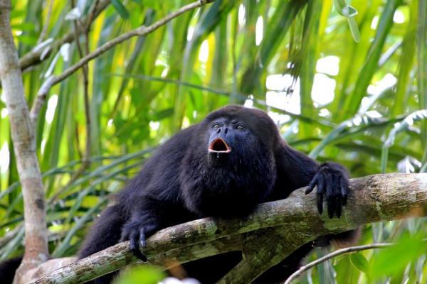 De 12 mest truede dyrene i Guatemala - 2. Guatemalansk svart hylleape