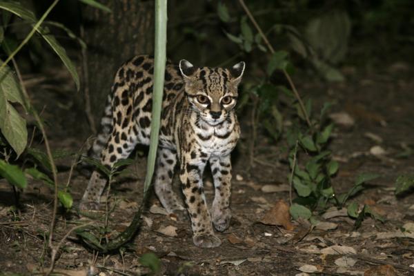 De 12 mest truede dyrene i Guatemala - 1. Tigrillo eller tigerkatt