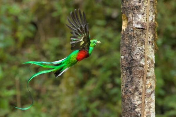 De 12 mest truede dyrene i Guatemala - 8. Quetzal