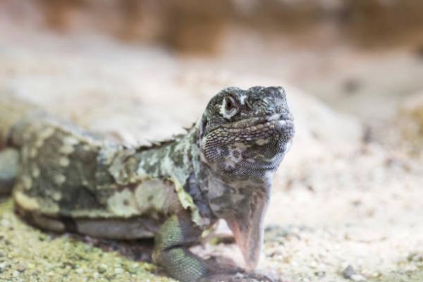 De 12 mest truede dyrene i Guatemala - 12. Motagua Iguana