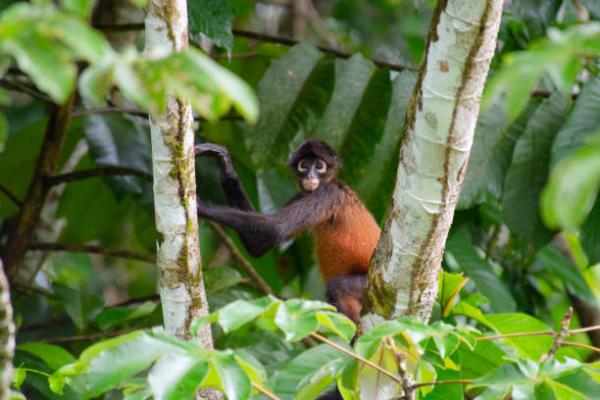 De 12 mest truede dyrene i Guatemala - 9. Spider Monkey