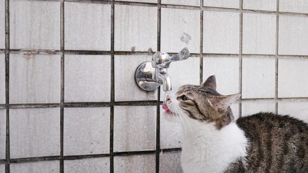 Hvorfor kaster katten min vannet fra drikkefontenen?  - Han liker ikke drikkefontenen