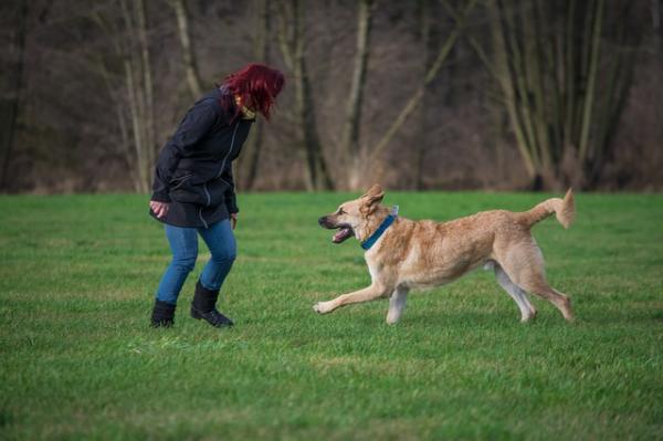 Gastritt hos hunder - Hvordan forhindre gastritt hos hunder?