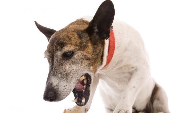 Gastritt hos hunder - Symptomer på gastritt hos hunder