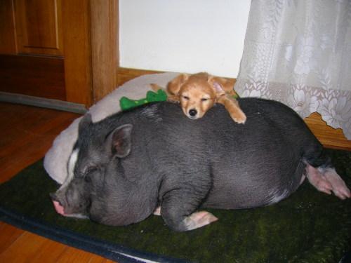 Omsorg for en vietnamesisk gris - din vietnamesiske grises hvileplass