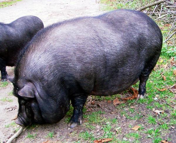 Omsorg for en vietnamesisk gris - Å mate den vietnamesiske grisen