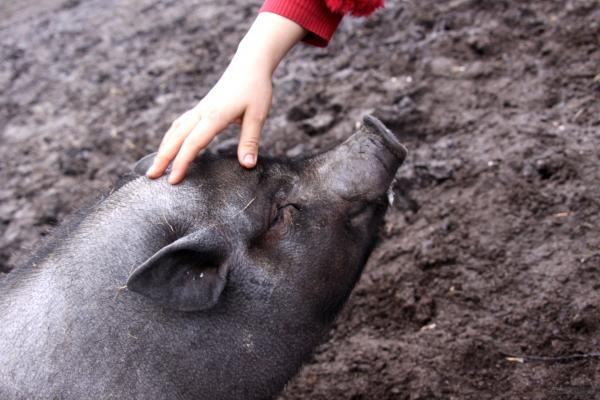 Omsorg for en vietnamesisk gris - Utdanning