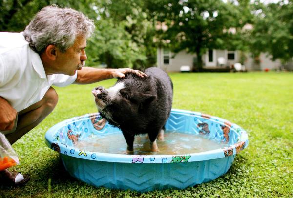 Omsorg for en vietnamesisk gris - Trening og moro