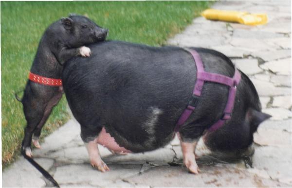 Omsorg for en vietnamesisk gris - utenfor hjemmet