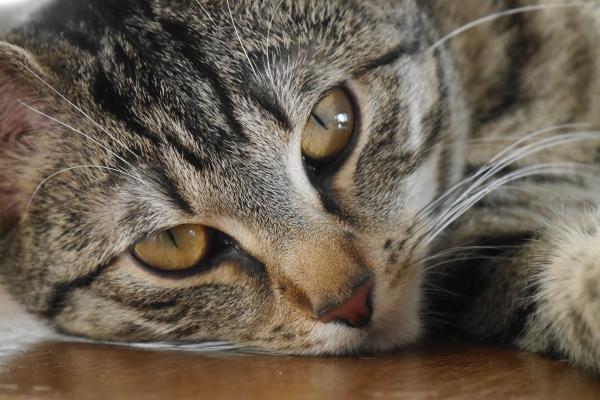 Mest vanlige sykdommer hos katter - De vanligste alvorlige sykdommene hos katter