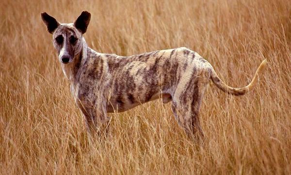 Afrikanske hunderaser - 8. Africanis