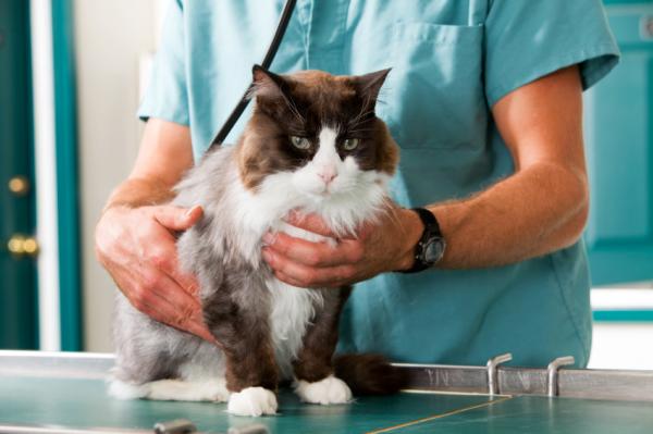 Gastroenteritt hos katter - Behandling av gastroenteritt hos katter