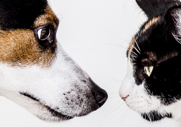 Hvordan velge en hund i kennelen - Adopter en hund hvis du har en katt