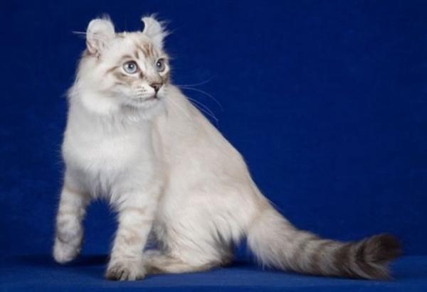 10 langhårede katter - 10. Amerikansk krøllkatt