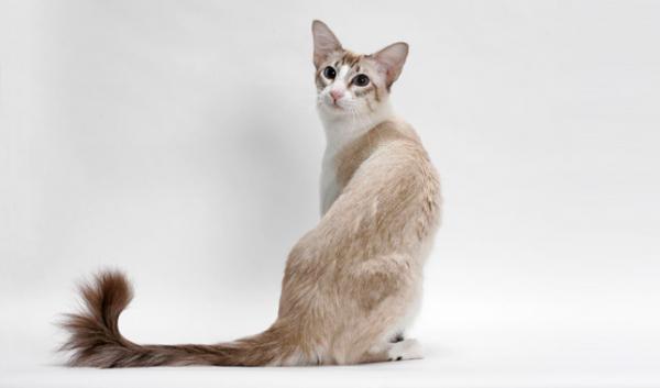 10 langhårede katter - 9. Balinesisk katt