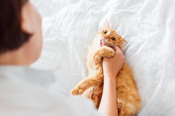 Hvorfor biter katten min meg når jeg klapper den?  - Hva skal jeg gjøre hvis katten min biter meg når jeg klapper den?