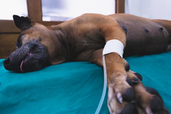 Gastroenteritt hos hunder - symptomer, behandling og varighet - hvordan kurere gastroenteritt hos hunder?  - Behandling