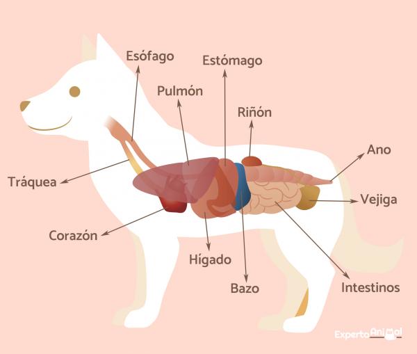 Gastroenteritt hos hunder - symptomer, behandling og varighet - Hva er gastroenteritt hos hunder?