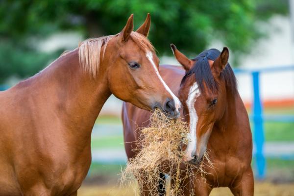 Nøkler for riktig fôring av hestene - Den beste fôringen for hestene