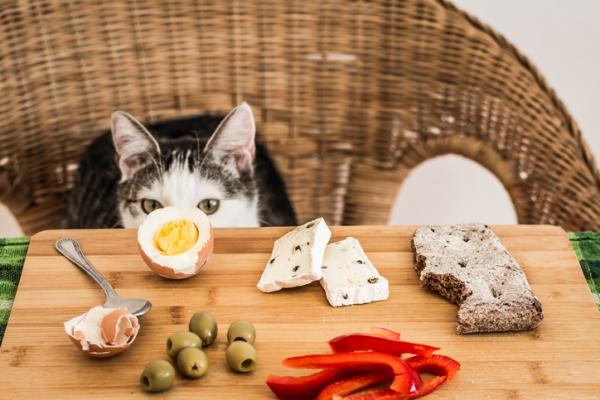 Kan katter spise ost?  - Er ost bra for katter? 