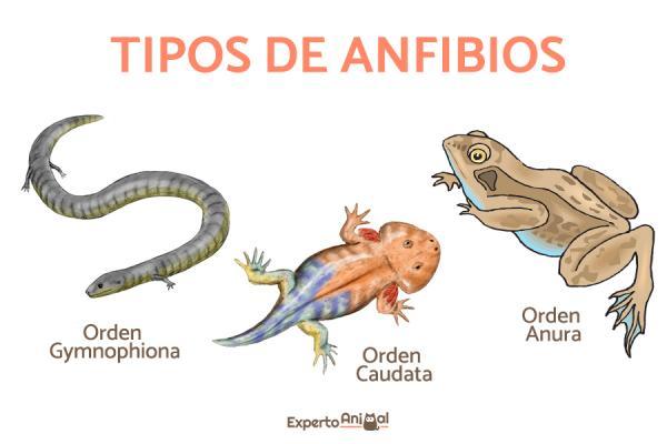 Amfibiske egenskaper - Hva er amfibier?