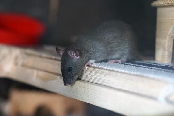 Navn på hann- og hunnrotter - Hvordan velge navnet på en rotte riktig?
