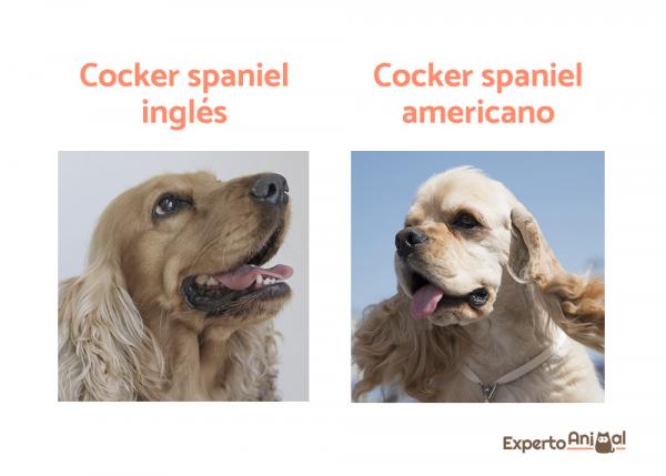 Typer Cocker Spaniel - Forskjeller mellom den engelske og amerikanske Cocker