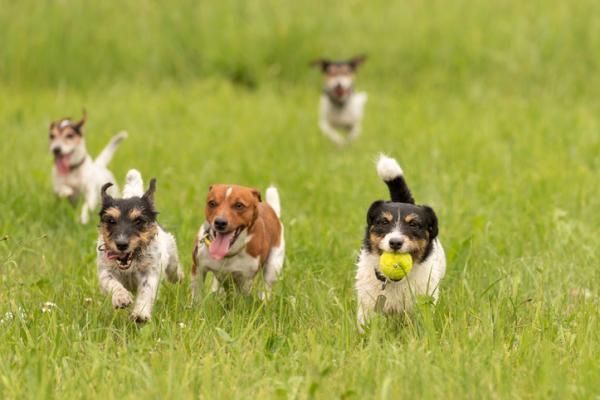 Hundesosialisering - Voksen hundesosialisering