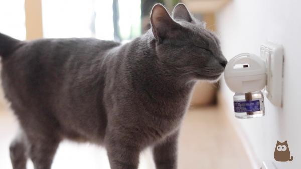 Miljøberikelse for katter - Miljøberikelse for katter på et sensorisk nivå