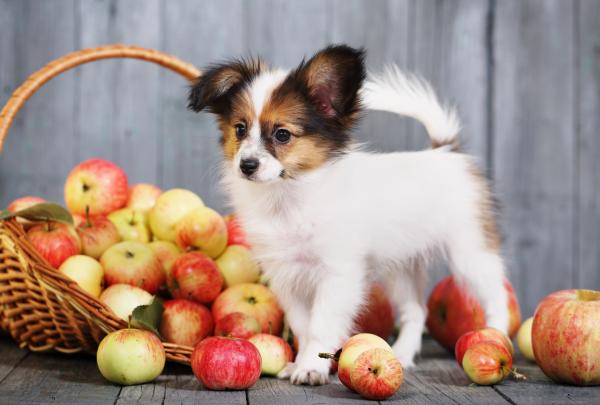 Kan hunder spise grønne druer eller rosiner?  - Grønnsaker og frukt bra for hunder