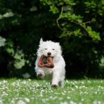 1630647014 288 West Highland White Terrier