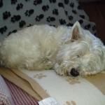 1630647014 294 West Highland White Terrier