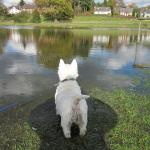 1630647014 317 West Highland White Terrier