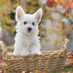 1630647014 347 West Highland White Terrier