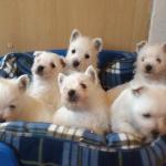 1630647014 352 West Highland White Terrier